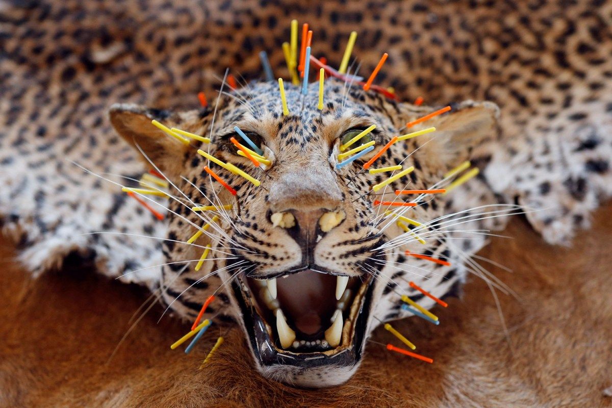 图片:美国《TIME》评选2013年最令人惊奇照片