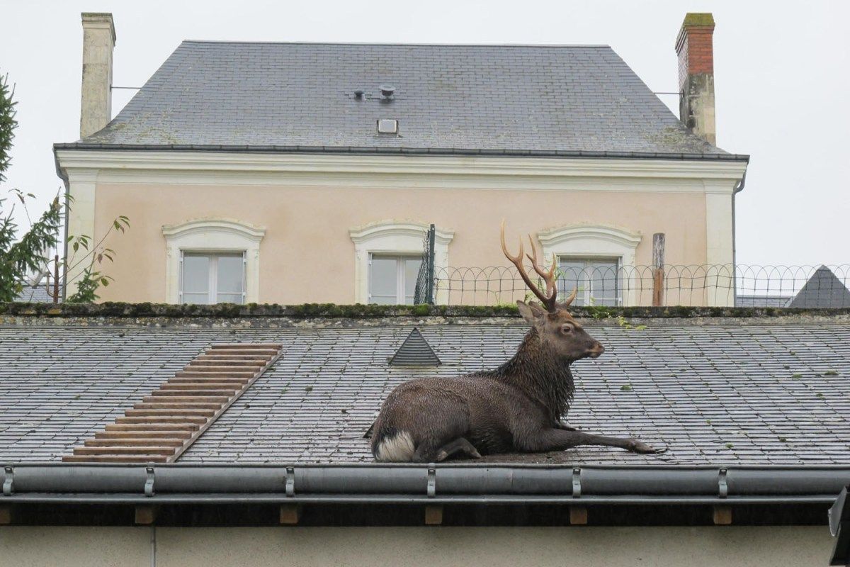 图片:美国《TIME》评选2013年最令人惊奇照片