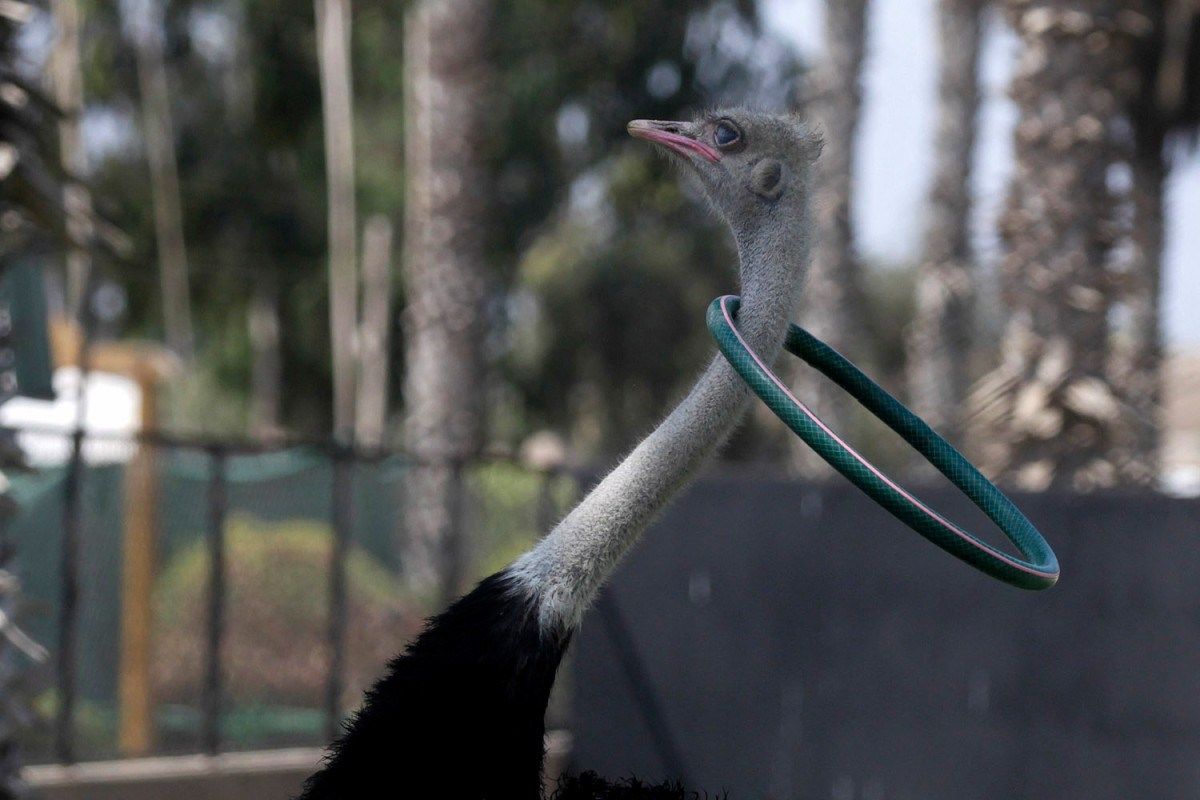 图片:美国《TIME》评选2013年最令人惊奇照片
