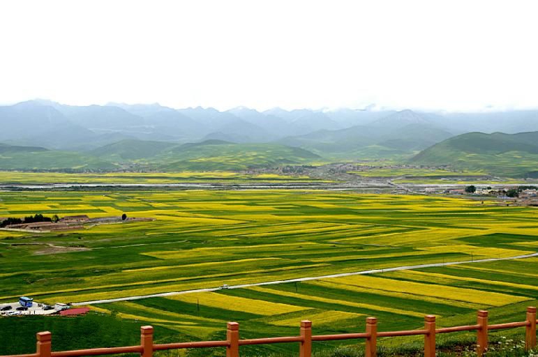 青海景点介绍：门源油菜花风景区