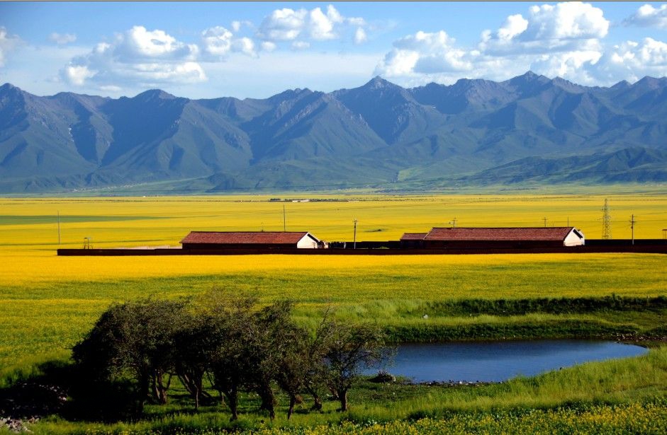 青海景点介绍：门源油菜花风景区