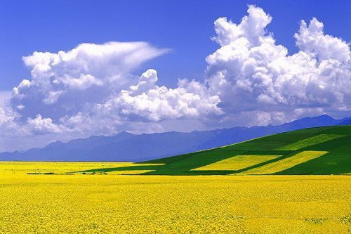 青海景点介绍：门源油菜花风景区