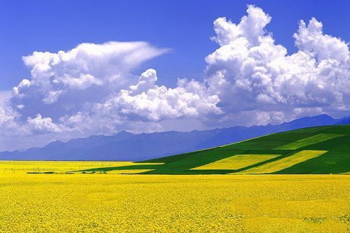 青海景点介绍：门源油菜花风景区