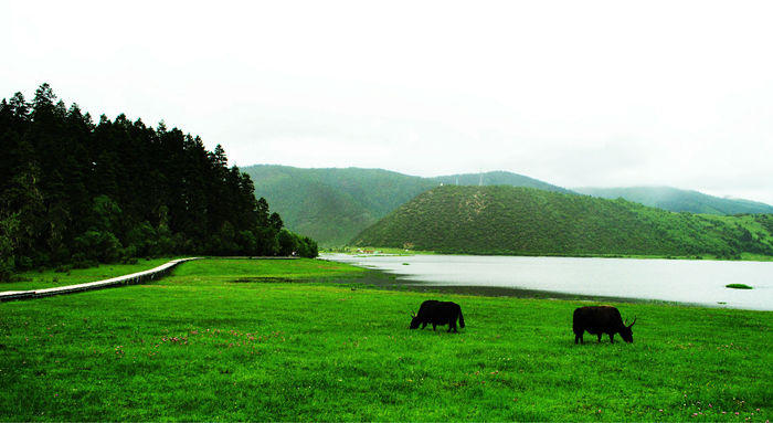 云南香格里拉风景图片：普达措国家公园