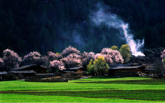 2015年林芝桃花节-林芝桃花风景图2