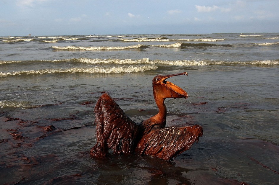 图片：一只海鸟全身覆盖着厚厚的油污