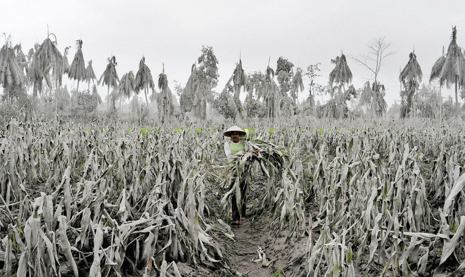 图片：农民走过被火山灰覆盖的农田