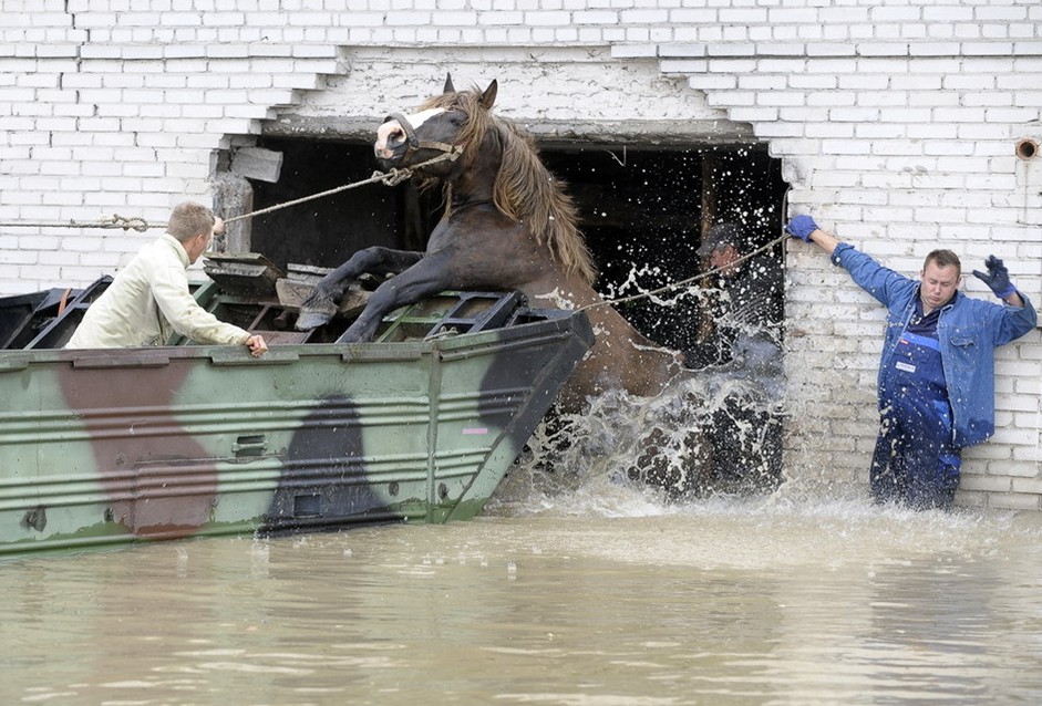 图片：在波兰中部被淹村庄 农民们帮一匹马跳上船